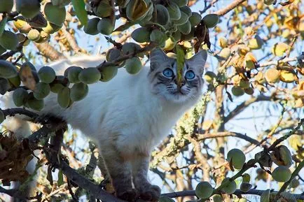 Какво се разраства