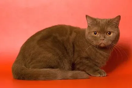 Сгънете котка снимки