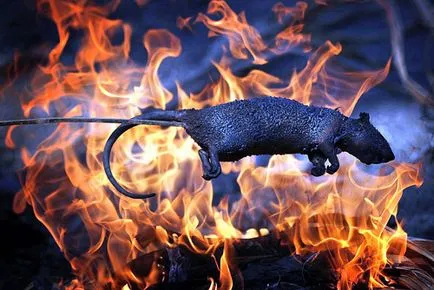 Какво може да плъх Какво може да плъх