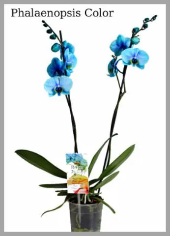Riddle синьо Phalaenopsis