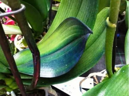 Riddle синьо Phalaenopsis