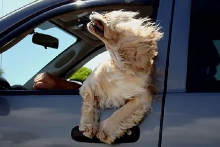 Кучето на вятъра Кучето на вятъра