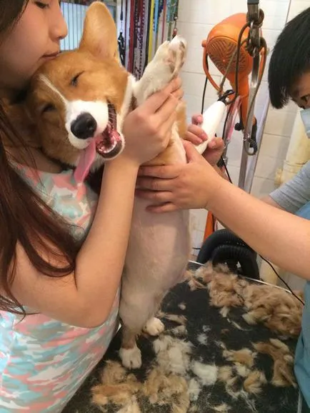 куче усмивка куче усмивка