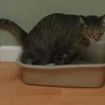 Анализ котка урина Анализ котка урина