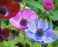 Какво да завод Anemone