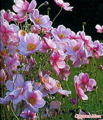 Какво да завод Anemone Какво да завод Anemone