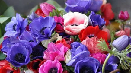 Какво да завод Anemone Какво да завод Anemone