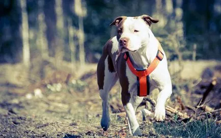С какво да храним Stafford С какво да храним Stafford