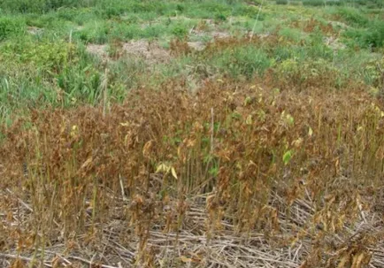 Какво е agrokiller Какво е agrokiller