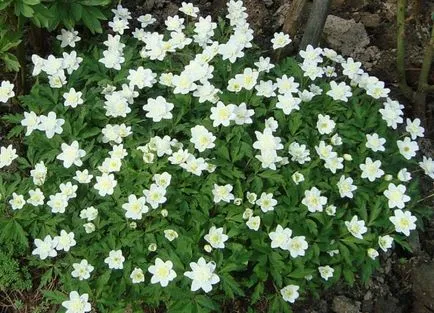 Какво да завод Anemone Какво да завод Anemone