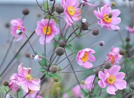 Какво да завод Anemone Какво да завод Anemone