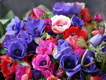 Какво да завод Anemone