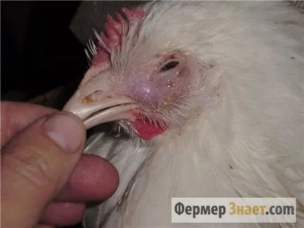 пилета хрипове
