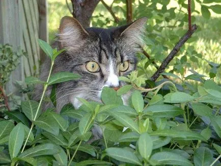 Кастрирани котешка храна
