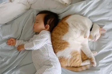 Които лекуват котки