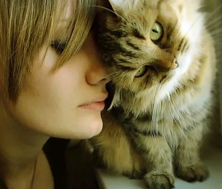 Които лекуват котки