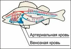 Какво не е затворена кръвоносна система Какво не е затворена кръвоносна система