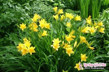 Какво е името Yellow