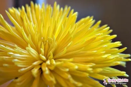 Какво е името Yellow