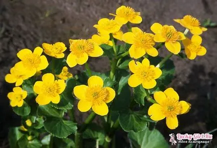 Какво е името Yellow