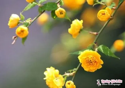 Какво е името Yellow