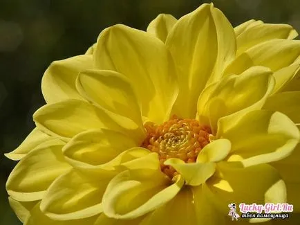 Какво е името Yellow