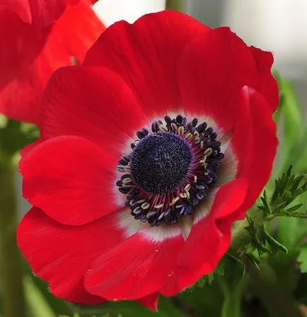 Какво да завод Anemone