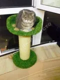 Cat къщи надолу