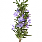 Чай за имунитет Чай за имунитет
