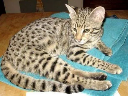 Котки скъпи породи