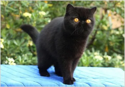 Порода екзотични късокосмести котки