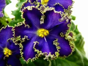 Как да се размножават Violet