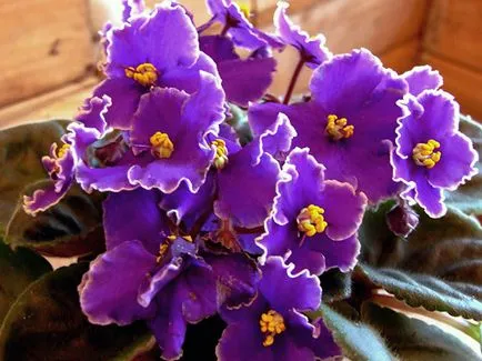 Как да се размножават Violet