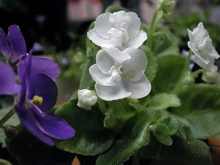 Как да се размножават Violet