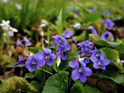 Как да се размножават Violet