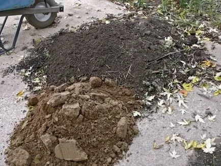 Как да расте флокс семена