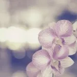 Как да се намери сърцето на Как да се намери сърцето на
