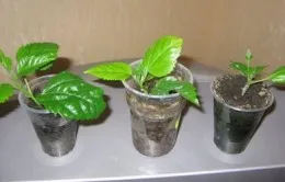 Как да се разпространяват Hibiscus