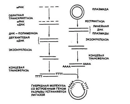 Защо генното инженерство