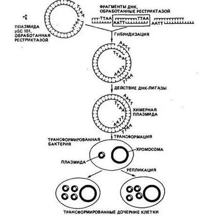 Защо генното инженерство