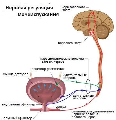 Какво е спешността
