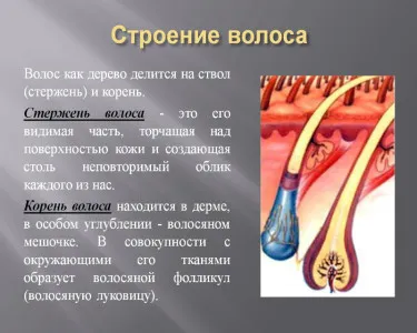 Как да расте косата на главата Как да расте косата на главата