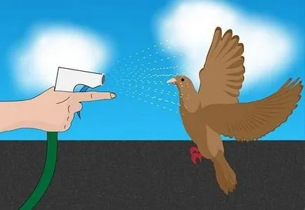 Как да се отървем от гълъби на балкона