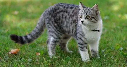 Лечение на трихофития при котките