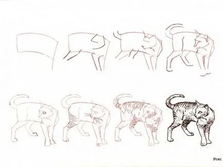 Как да се научите да се направи коте
