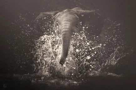 Тъй като те казват, слонове Тъй като те казват, слонове