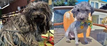10 Вдъхновяващи Animal Rescue истории не са безразлични хора umkra