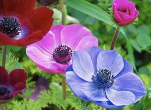Какво да завод Anemone