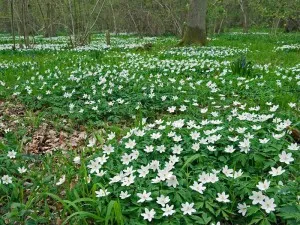 Какво да завод Anemone