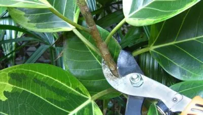 Ficus реколтата си